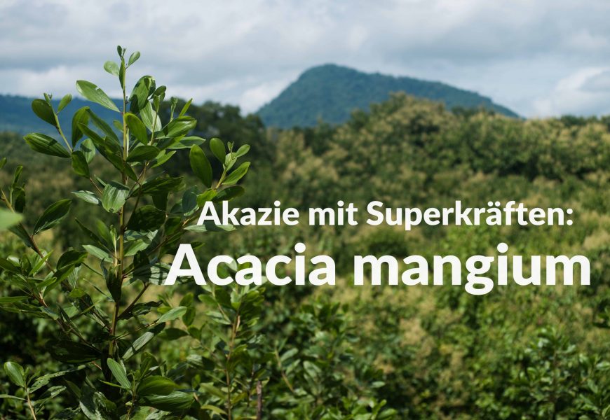 Akazie mit Superkräften: Acacia mangium