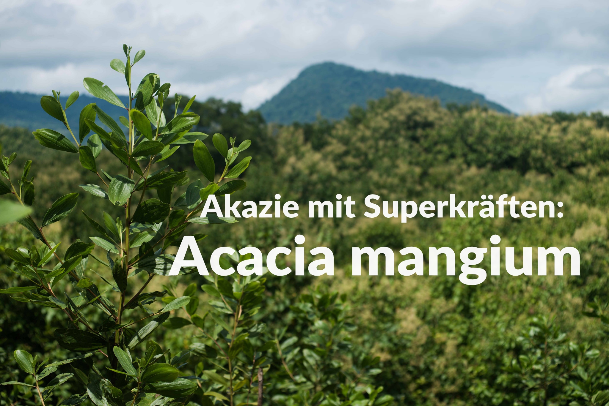 Akazie Mit Superkraften Acacia Mangium Forestfinance Blog