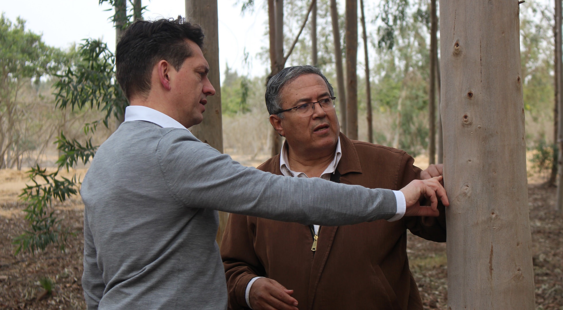 Dirk Walterspacher, Geschäftsführer der DesertTimber Consulting eG, und der ägyptische Forstwissenschaftler Dr. Hassan Hossam begutachten die Entwicklung eines neun Jahre alten Eukalyptusbaums. Foto: ForestFinance