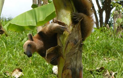 Karneval der Tiere: die 5 schrägsten Tiere unserer Wälder