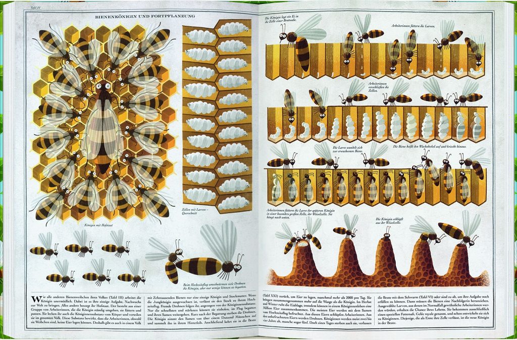 Buch "Bienen"