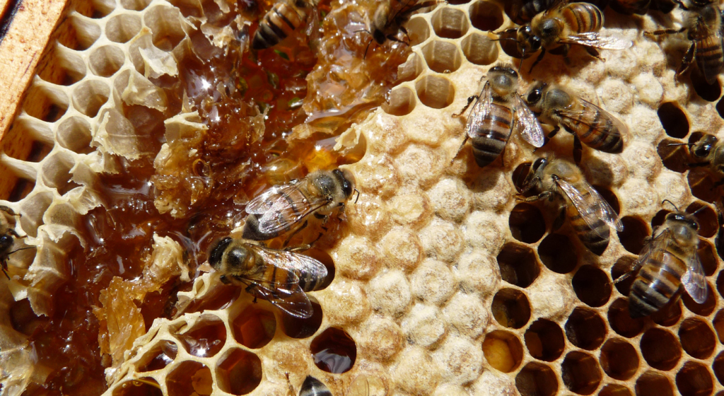 Unsere Acacia-mangium-Forste in Kolumbien sind eine beliebte Heimat für Bienen, deren Bestäubungsleistung von großer Bedeutung für die Artenvielfalt ist. Sie platzieren ihre Bienenwaben mit Vorliebe in den Ästen der Akazien. Seit 2015 produziert ForestFinance mit 200 Bienenstöcken Akazien-Honig in Kolumbien. Im Durchschnitt werden 27 Kilogramm Honig pro Bienenstock geerntet.