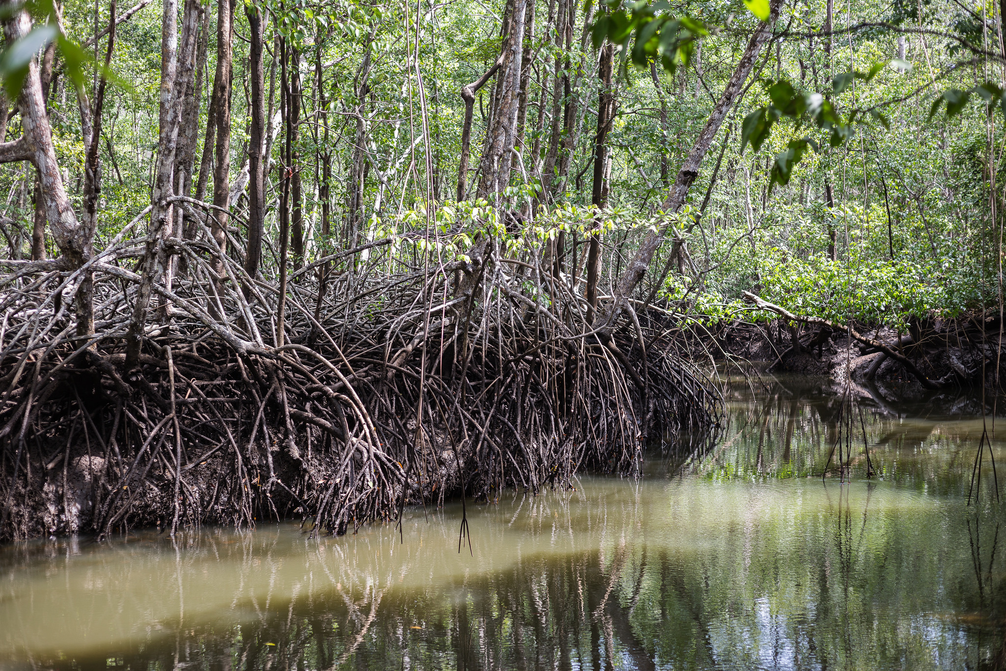 Mit dem imposanten Wurzelwerk wirken die Mangroven auf der Finca Los Monos, als ob sie jeden Augenblickt davonstaksen würden. Foto: ForestFinance/Katrin Spanke