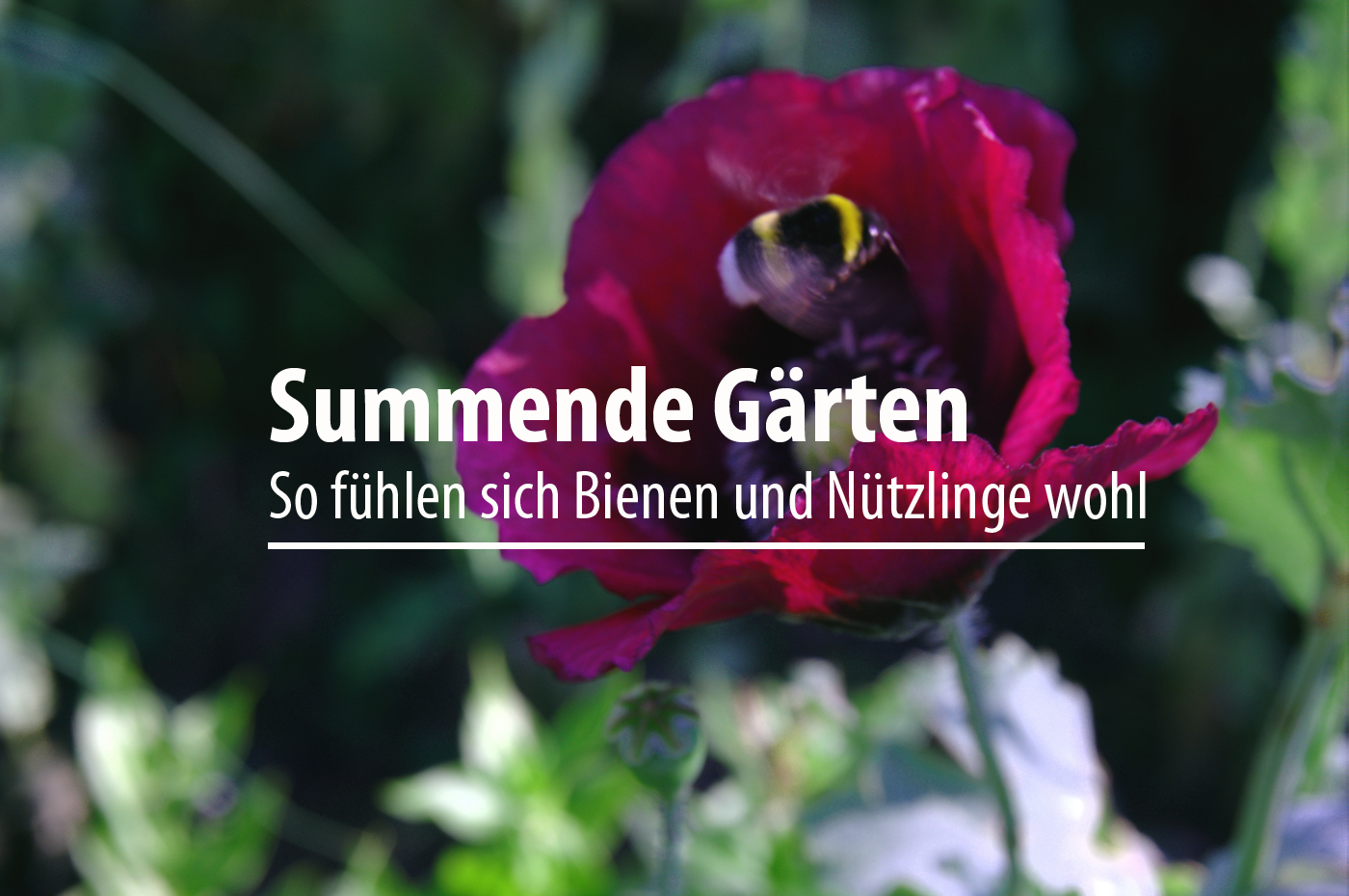 Summende Gärten: Hummel vor Mohnblume. Foto: Louisa Lösing