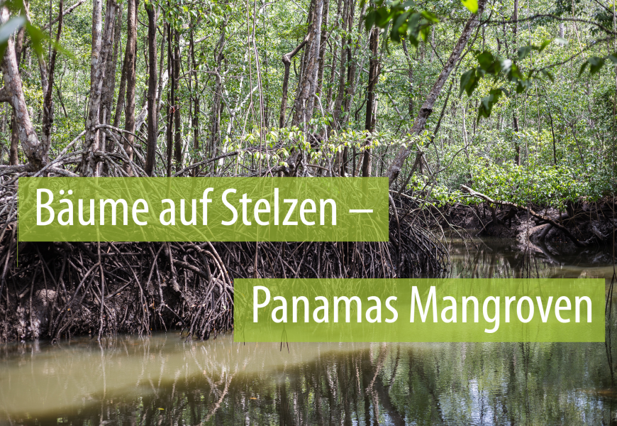 Überlebenskünstler auf Stelzen – Panamas Mangroven
