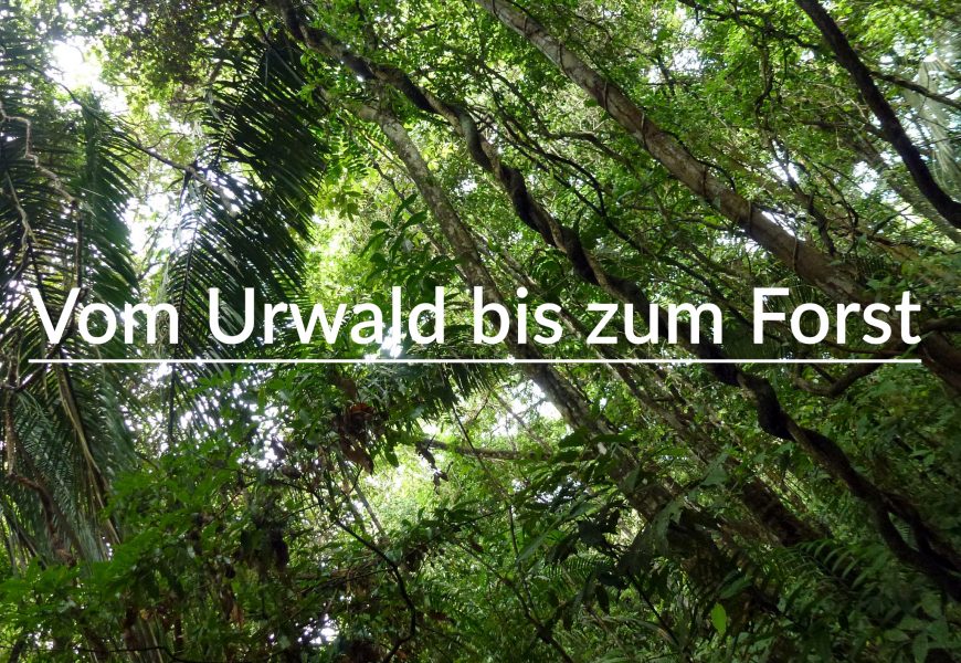 Vom Urwald bis zum Forst: Waldwissen kompakt