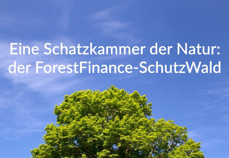 Eine Schatzkammer der Natur: der ForestFinance-SchutzWald