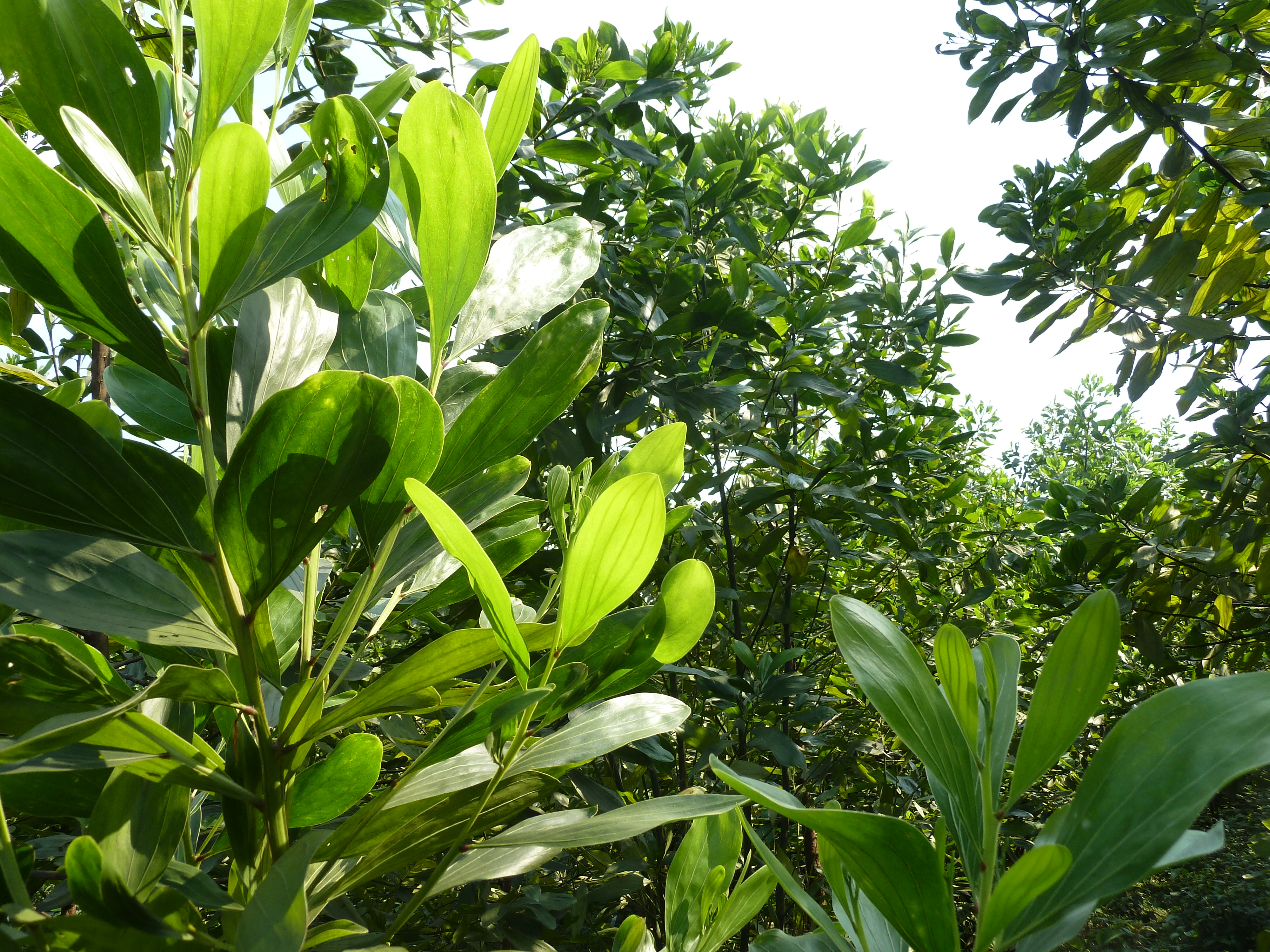 Acacia mangium, Akazie auf ForestFinance-Flächen in Vietnam.