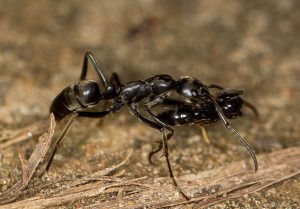 Eine verletzte Ameise wird zum Nest zurückgetragen, wo ihre Wunden geleckt und so gut wie möglich versorgt werden. Foto: Wikipedia/ETF89