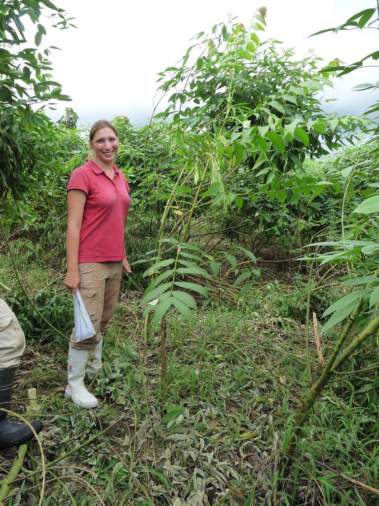 Dr. Carola Paul freut sich über den zwischen den Straucherbsen hoch gewachsenen Caoba-Baum. Foto: Forestfinance