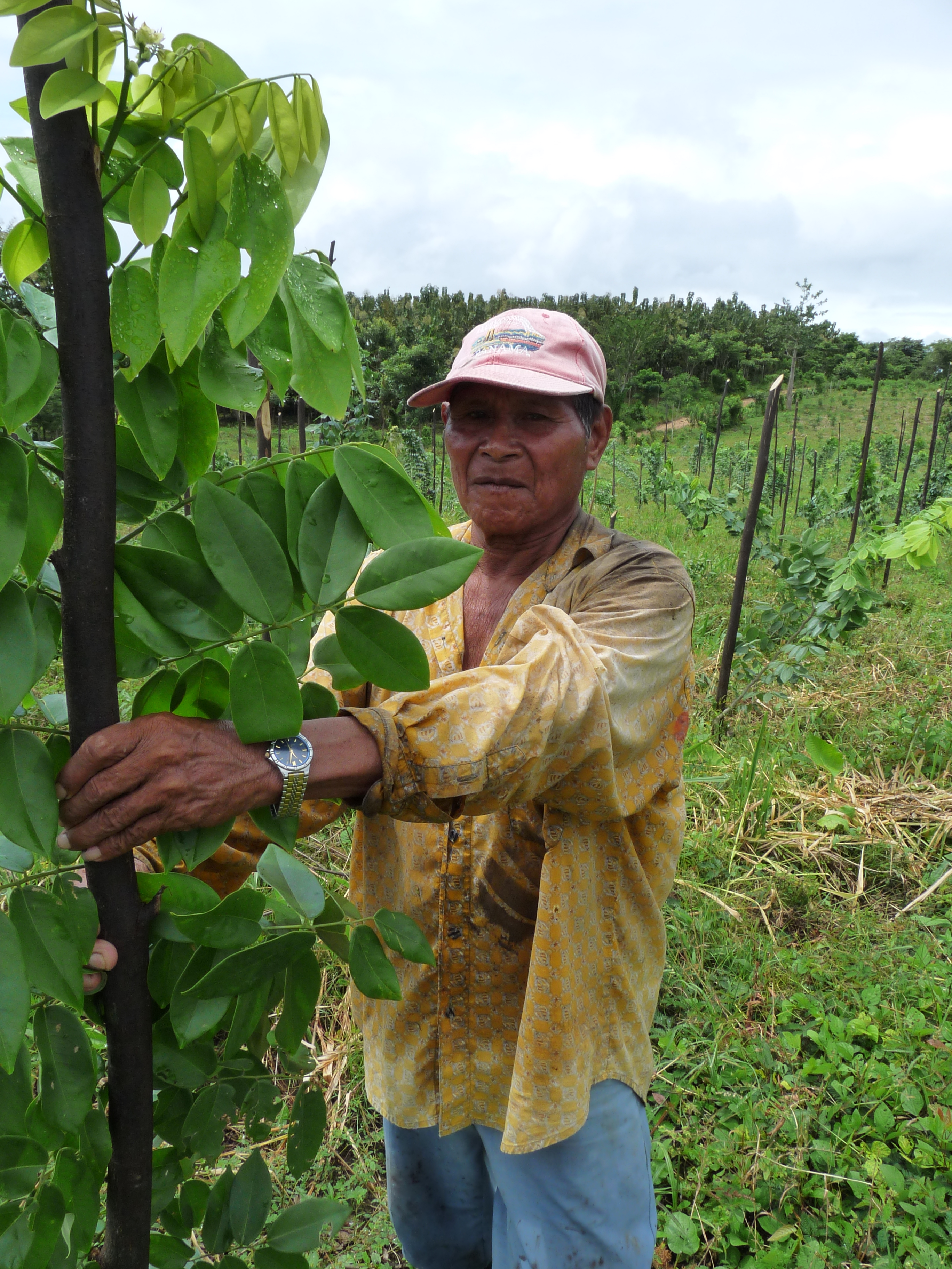 Ein Mitarbeiter unseres Forstdienstleisters in Panama mit einem jungem Cocobolo (Rosewood) auf der ForestFinance-Finca La Relojera, Darien. Foto: ForestFinance