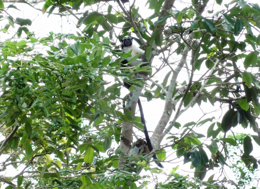 Ein Geoffroy-Perückenaffe in einem ForestFinance-Wald. Auch im SchutzWald leben viele Affen – sicher vor Waldarbeitern und Rodungen. Foto: ForestFinance/Angel Flores