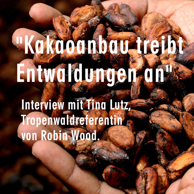 Kakaoanbau Interview Robin Wood