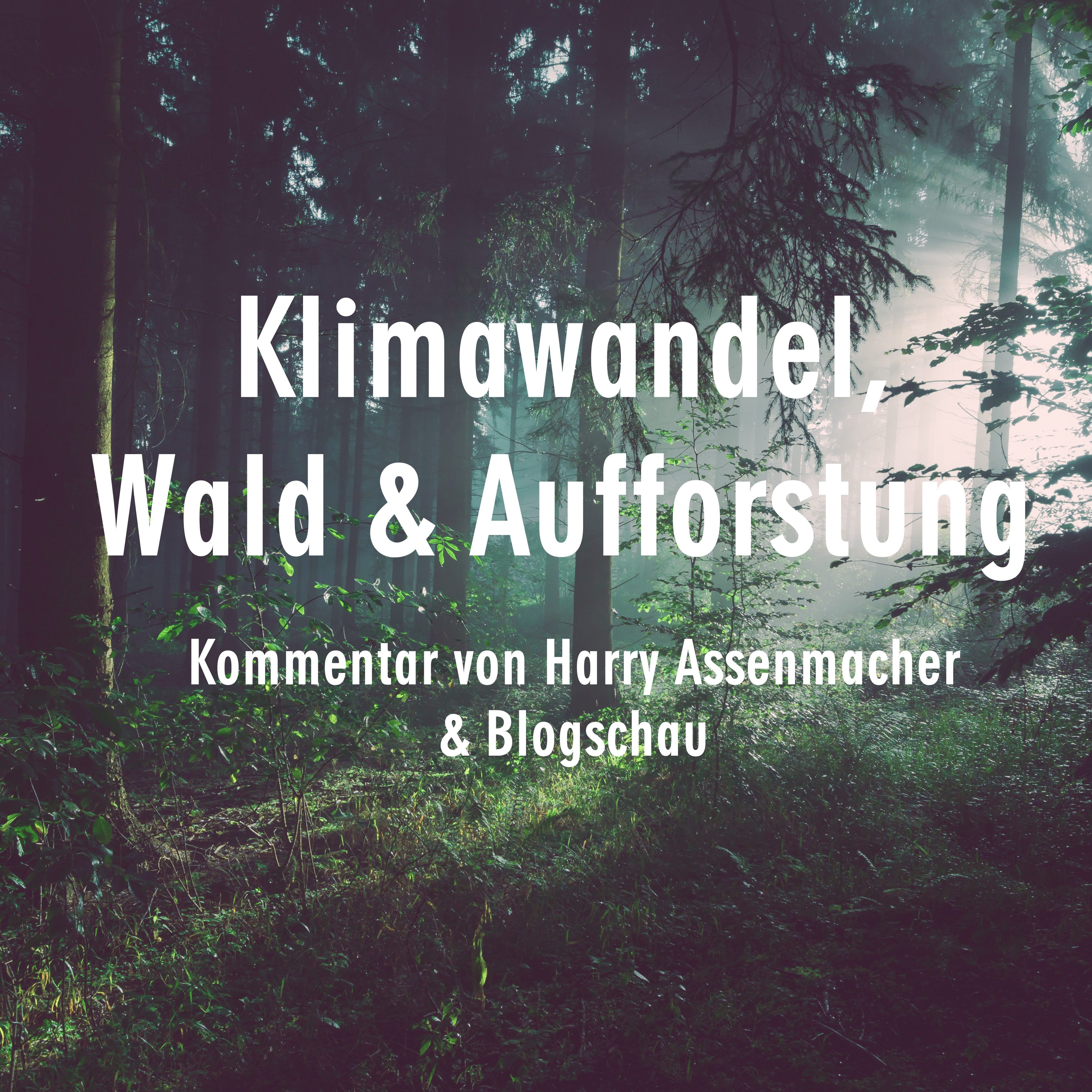 Klimawandel, Wald & Aufforstung | ForestFinance-Blog