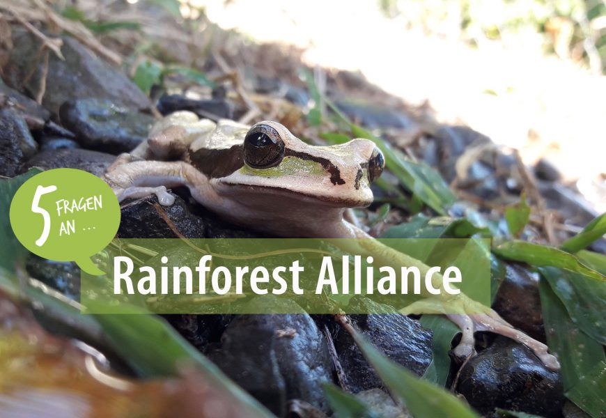 5 Fragen an: die Rainforest Alliance