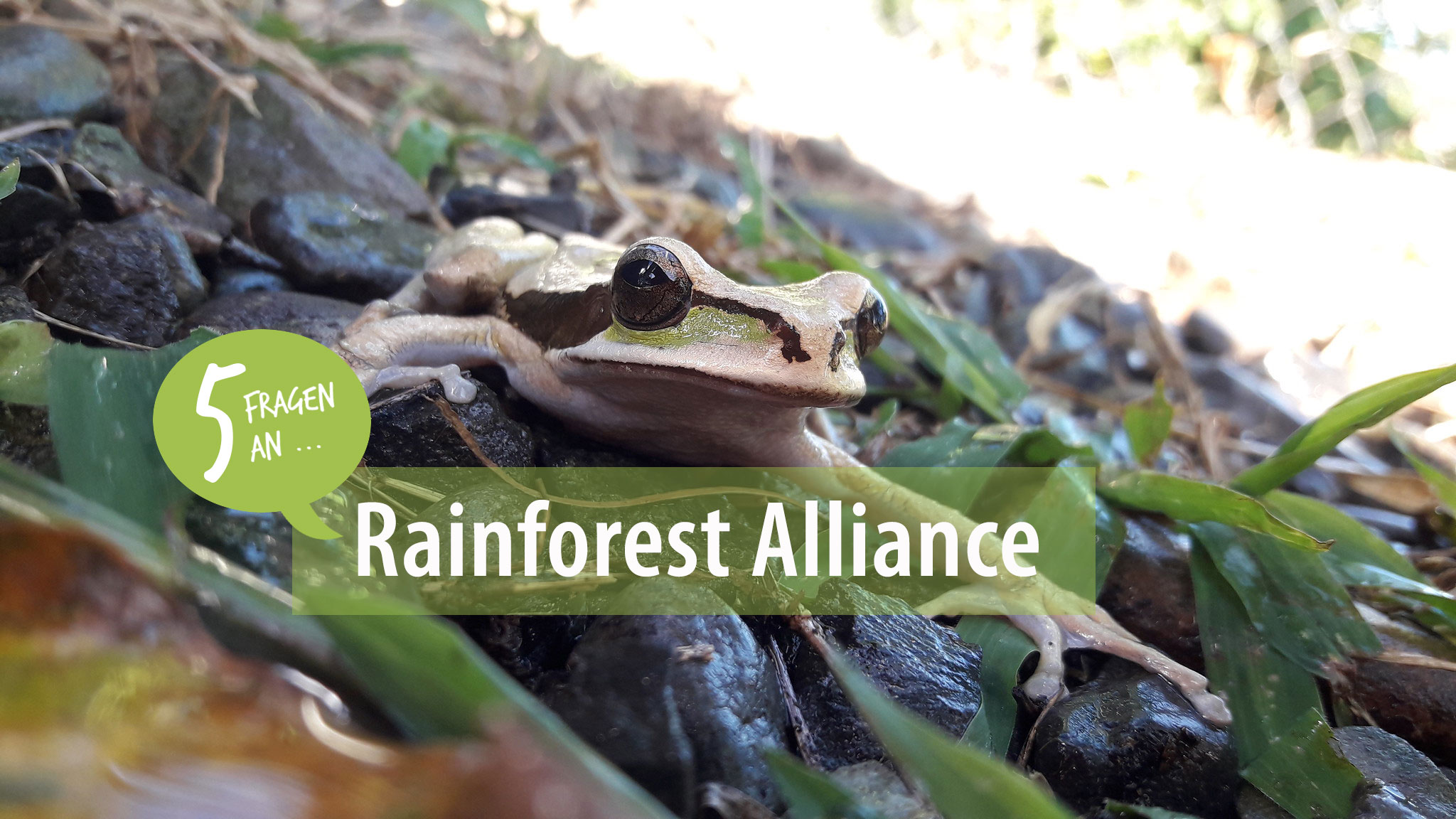 5 Fragen an die Rainforest Alliance ForestFinanceBlog