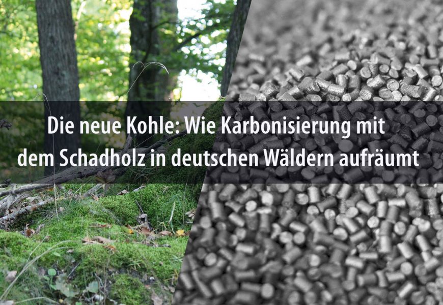 Die neue Kohle: Wie Karbonisierung mit dem Schadholz in deutschen Wäldern aufräumt