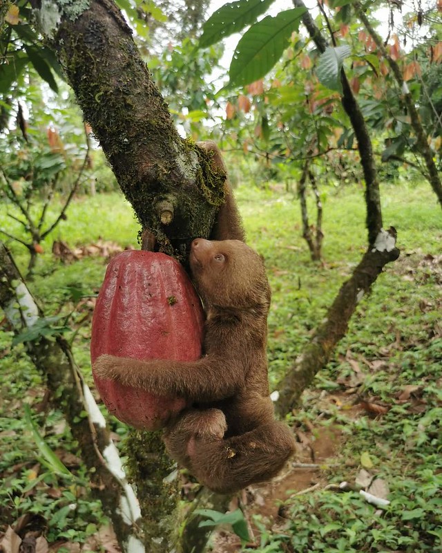 Im ForestFinance Kakaowald klammert sich ein kleines Faultier um einen Kakaofrucht.