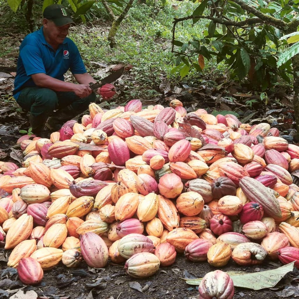 Forestfinance Kakaoernte 2021 in Panama.