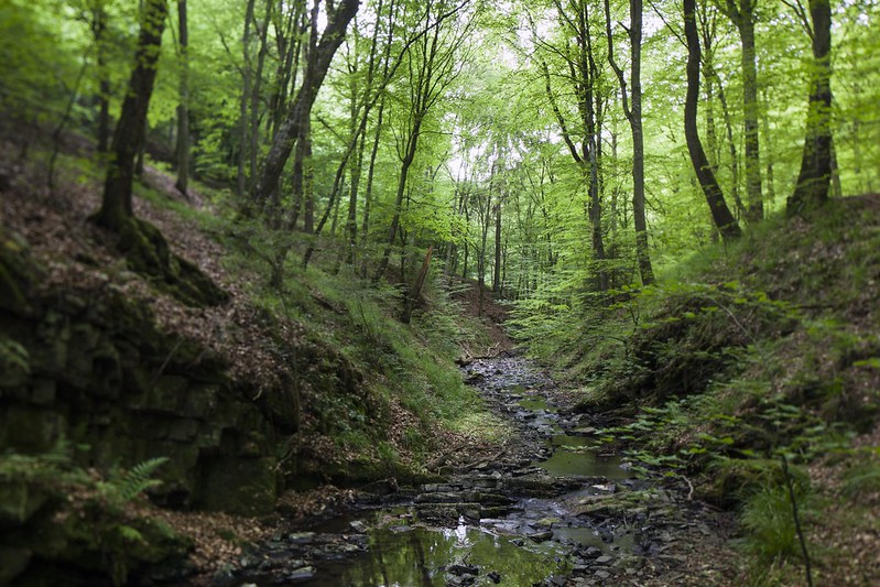Waldschutz in Deutschland: Ein kleiner Bach fließt durch einen alten Buchenwald.