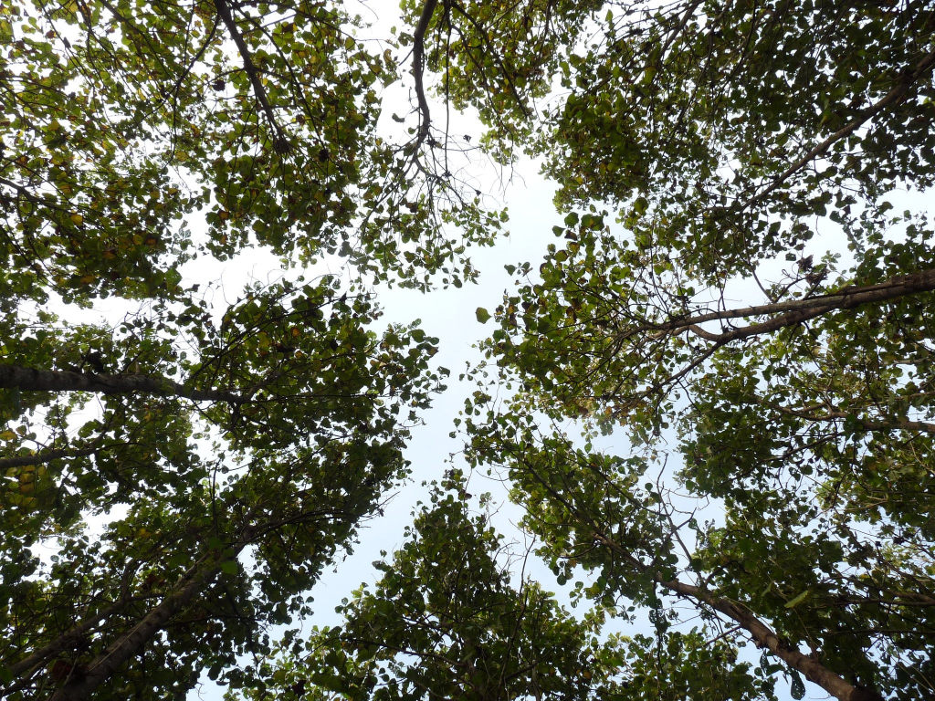 ForestFinance-Wald in Panama: Baumkronen ragen in den Himmel