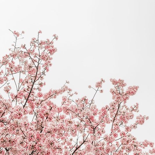Ein blühender rosaner Mandelbaum in voller Pracht
