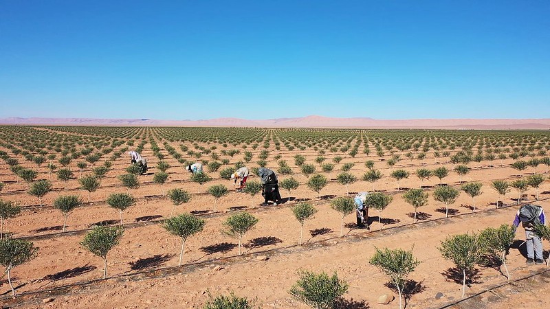 Olivenbäume auf der Oase-1-Projektfläche in Marokko werden von Frauen beschnitten. 