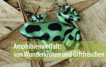 Amphibienvielfalt: von Wunderkröten und Giftfröschen