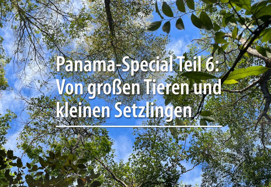 Panama-Special Teil 6: Von großen Tieren und kleinen Setzlingen