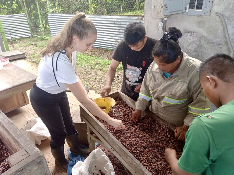 Handarbeit: Clara Bidstrup, Javier Abrego, Virgina Quintero und Habdiel Abrego sortieren Kakaobohnen. Foto: ForestFinance