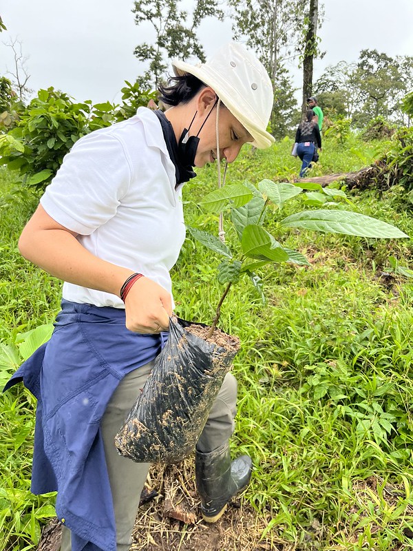 Forstwissenschaftlerin Julissa Dominguez mit einem Kakaosetzling, der gleich in die Erde gebracht werden soll. Foto: Clara Bidstrup