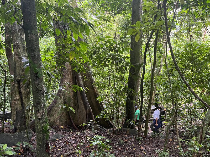 Mächtige Bäume wachsen in der Waldschutzzone der Finca Quebrada Pitti in Bocas del Toro. Naturschutzflächen sind ein fester Bestandteil der ForestFinance-Projekte. Foto: Clara Bidstrup