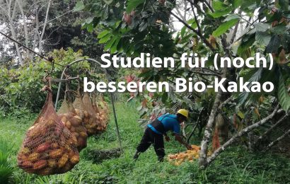 Von Mykorrhiza und Kakaobäumen – wichtige Studie in ForestFinance-Wäldern