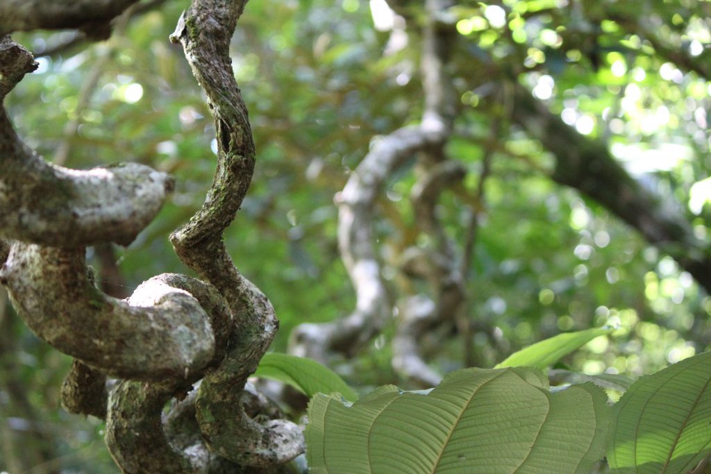 ForestFinance Schutzwald in Panama